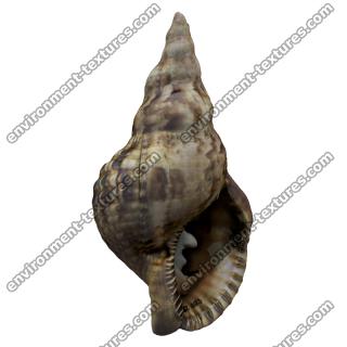 Sea Shell Base 3D Scan #2